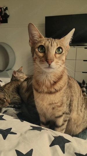 Wunderschöne Bengal-Siam-Mix Dame (1 Jahr, kastriert) sucht neues Zuhause