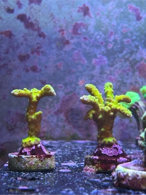 Ableger abzugeben  Bild 5