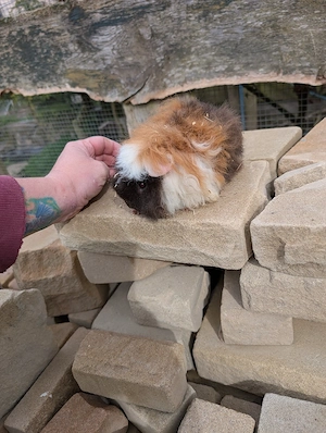 Meerschweinchen Mänchen  zu verkaufen 