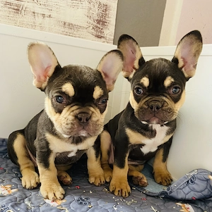 Französische Bulldogge Welpen Schoko and tan 