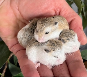 Roborowski Zwerghamster Jungtiere