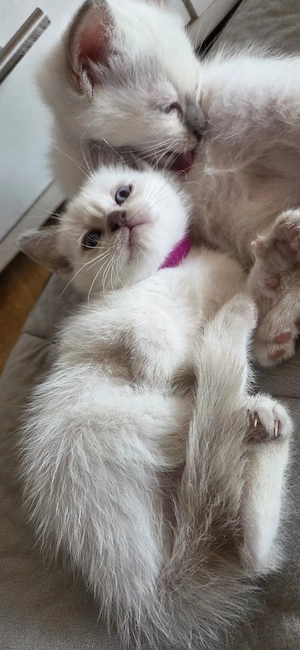 weibliches Thai (Siam) Kitten in Lilac Point 