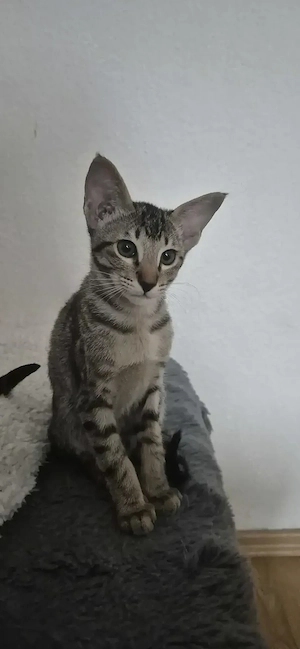 OKH Mädchen orientalisch kurzhaar