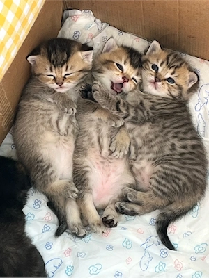 Britisch Kurzhaar Katzenbabys (BKH) suchen ein liebevolles Zuhause   