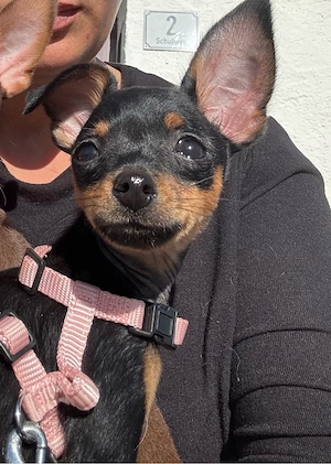 Russkiy Toy Hündin sucht ...