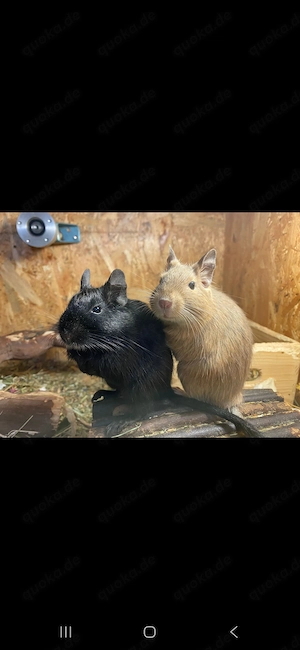 3 Degumädels mit oder ohne Käfig abzugeben