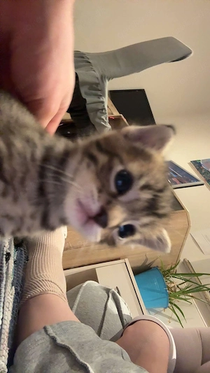 Zwei Ekh-Bengal-mix kitten nur zusammen abzugeben  Bild 5