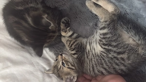Zwei Ekh-Bengal-mix kitten nur zusammen abzugeben  Bild 3