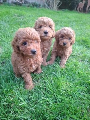 Zwergpudel Welpen in Rot Apricot- liebevoll aufgezogen, geimpft & bereit für ein tolles Zuhause