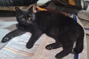 Negru Sanfter Panther sucht verschmuste Familie