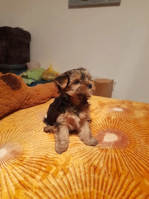 süßer Yorkshire Terrier welpe 