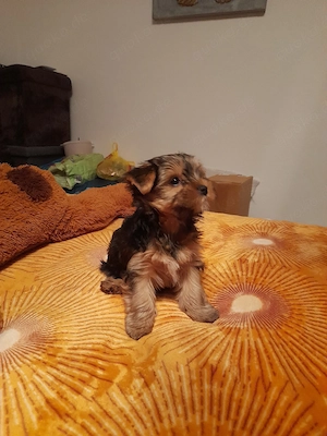 süßer Mini Yorkshire Terrier welpe 