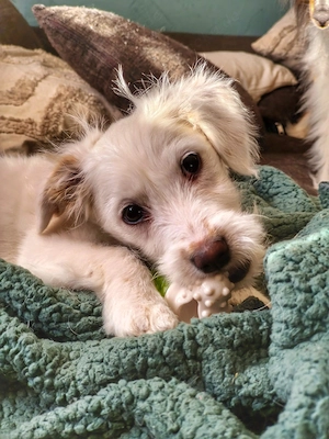 Zuckermaus Nicki sucht ihr Zuhause