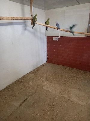 Alexandersittich und Bergsittiche 