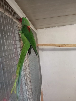 Bergsittiche und Alexandersittich