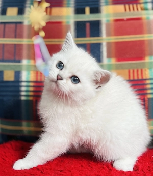 Süße BKH weiß kitten