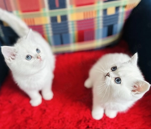 Süße BKH weiß kitten