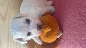 Bichon frise -Welpen aus kontrolliert Zucht 