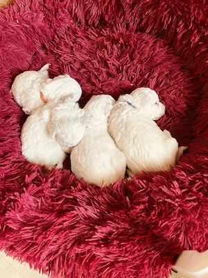 Bichon frise -Welpen aus kontrolliert Zucht  Bild 5