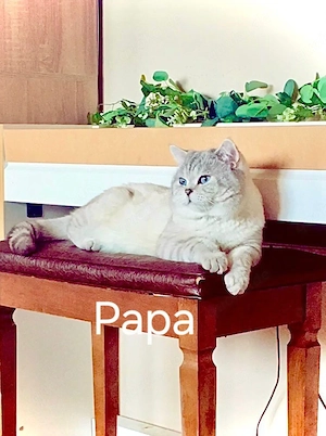 BKH Wurfankündigung