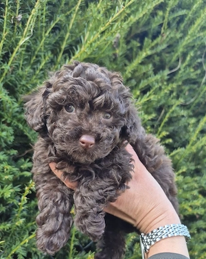 Toypudel Rüde braun mit Ahnentafel Toy Pudel