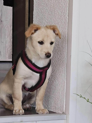 Supersüße kleine Bella sucht ihr Für-immer-Zuhause