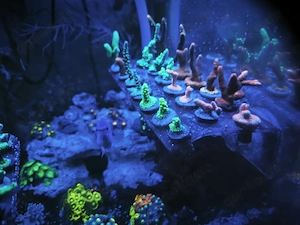 SPS Korallen abzugeben Meerwasser