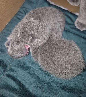 Süsse   Rassen   Kitten 