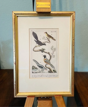 Bild, kolorierter Kupferstich, antik, Johann Xaver Schmuzer, authentisch gerahmt, Sammlerstück