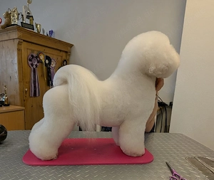 Bichon frise -Welpen aus kontrolliert Zucht  Bild 8