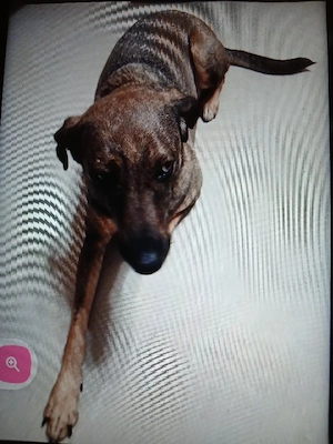 Hallo ich mus dringeng schweren herzens meine vündin in gute hände verk.