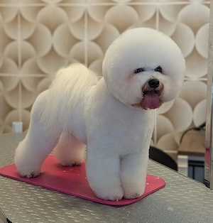 Bichon frise -Welpen aus kontrolliert Zucht  Bild 7