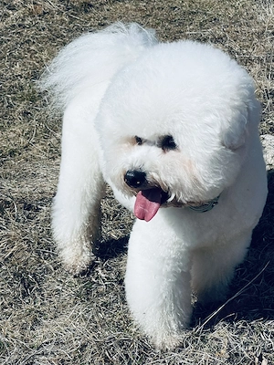 Bichon frise -Welpen aus kontrolliert Zucht  Bild 6