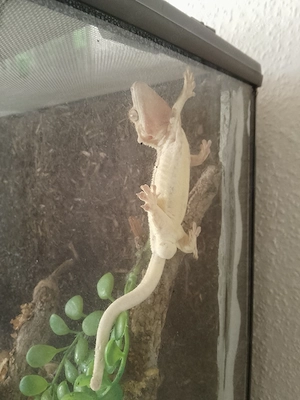 Kronengecko Lilly White 