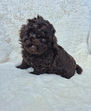 Zuckersüßer Toy Pudel Welpe in Schoko-Braun sucht ein Zuhause