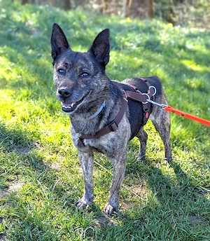 Der süße kleine  Cuba sucht seine Menschen