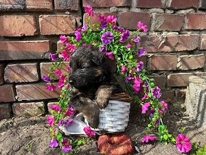 Süße Schäferhundewelpen Langstockhaar zu verkaufen
