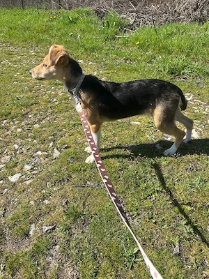 Sina, junge Mischlingshündin  Bild 5