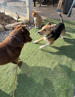 Sina, junge Mischlingshündin  Bild 2