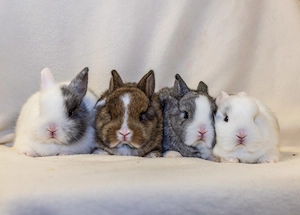 Zwergkaninchen Babys Löffelohr Farbenzwerge