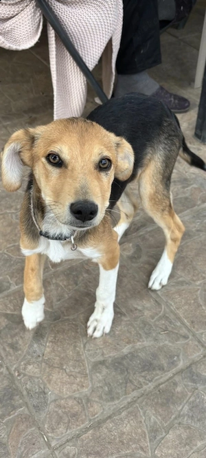 Sina, junge Mischlingshündin  Bild 3