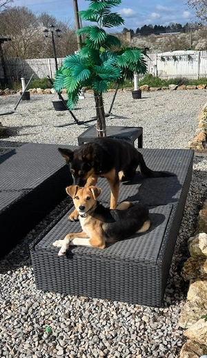 Sina, junge Mischlingshündin  Bild 4