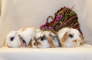 Zwergkaninchen MiniLop LionLop Zwergwidder