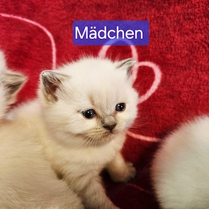 Kitten bkh Bild 5