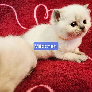 Kitten bkh Bild 3