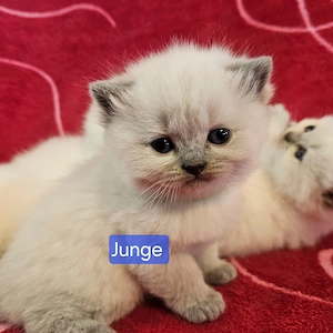 Kitten bkh Bild 2