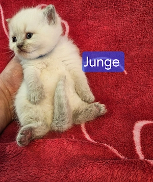 Kitten bkh Bild 4