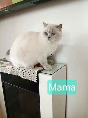Kitten bkh Bild 6