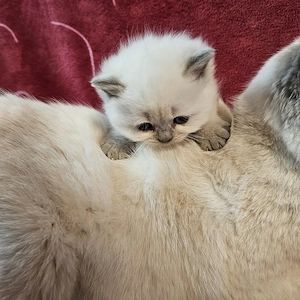 Kitten bkh Bild 8