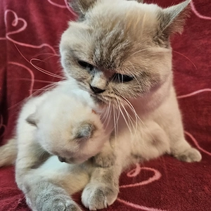Kitten bkh Bild 9
